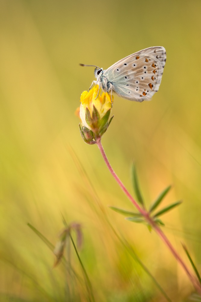 Silbergrüner Bläuling (Polyommatus coridon)