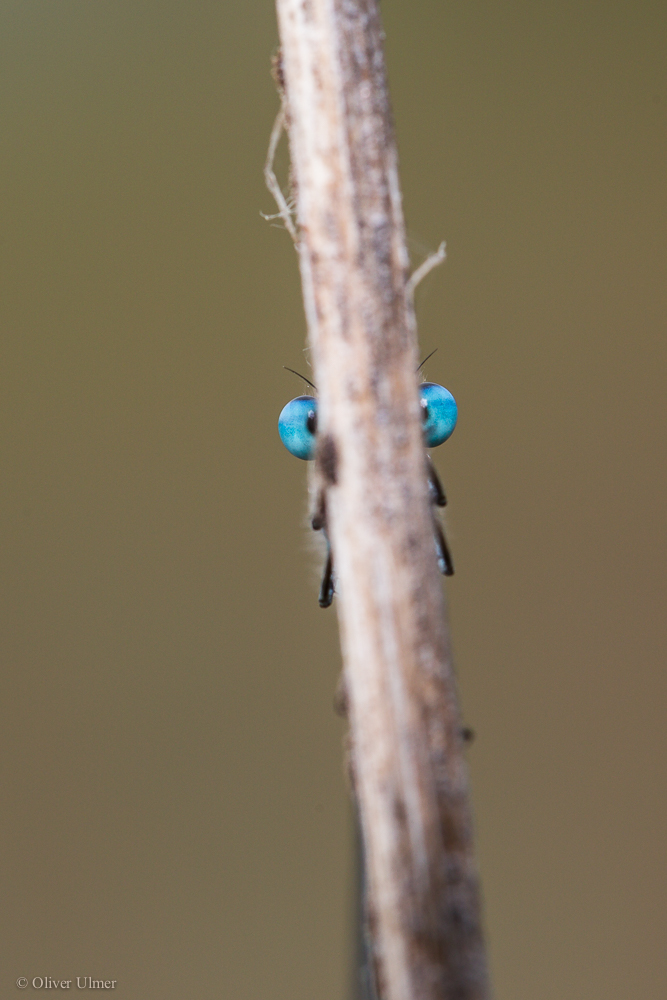 Versteckt