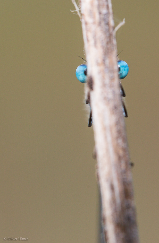 Versteckt 2