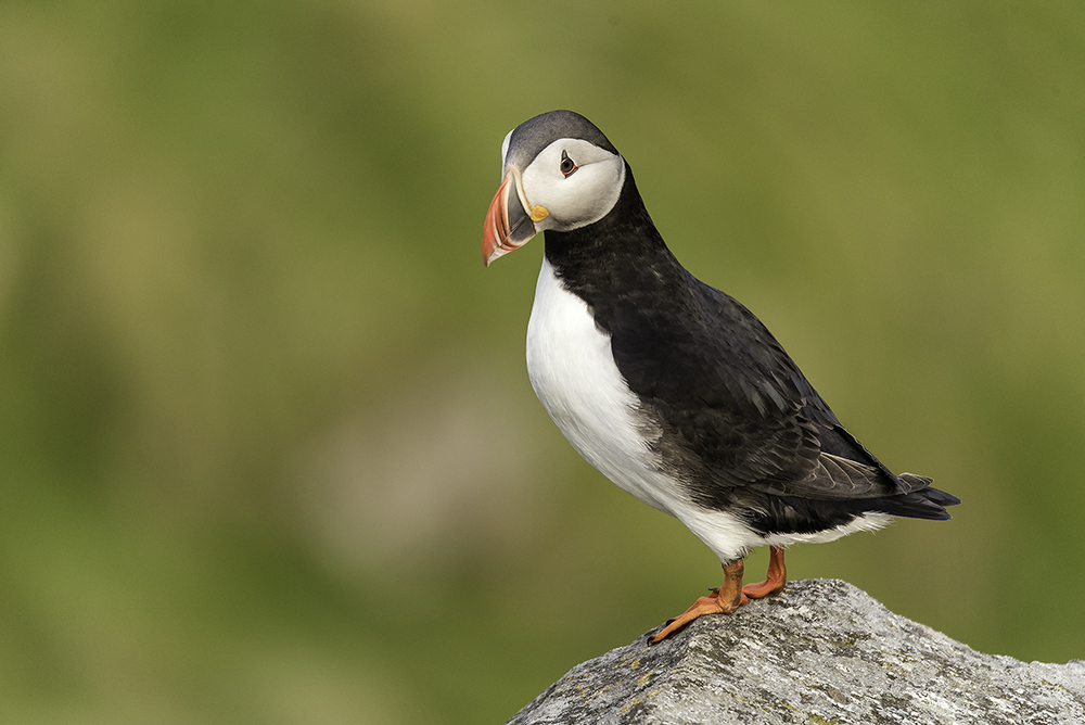 Puffin II