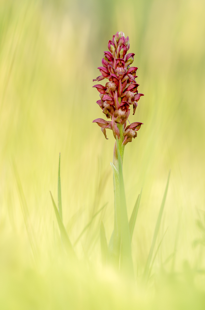 Anacamptis coriophora