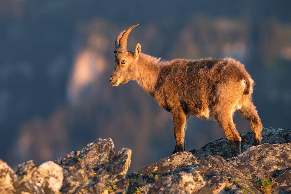 Steinbock