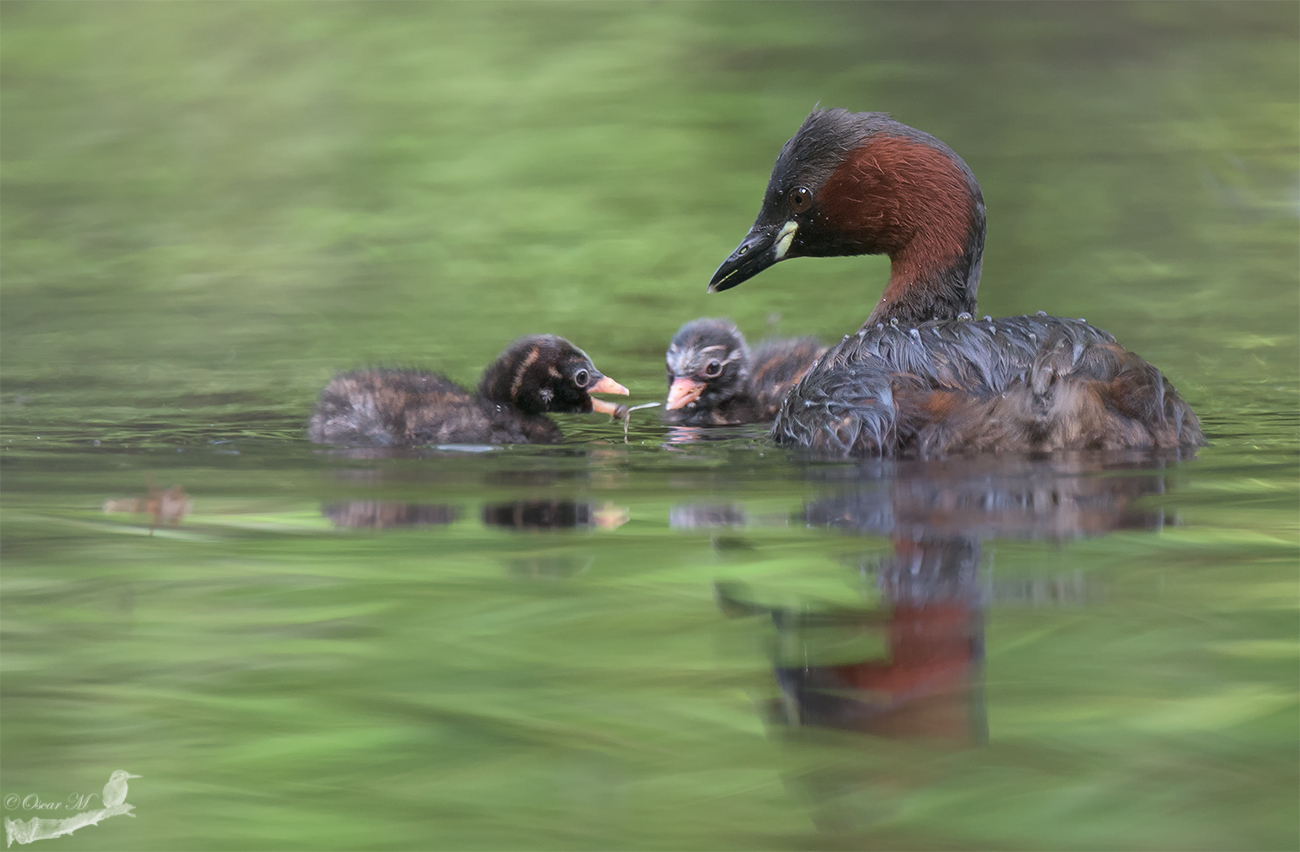 Familie Zwergtaucher