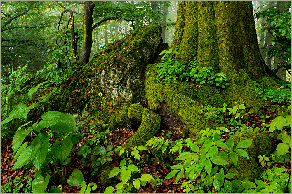 Der kleine Urwald zu Hause