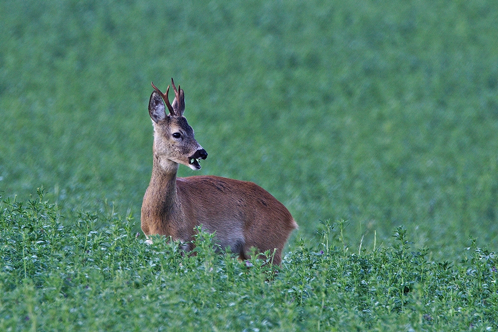 in aller Frühe