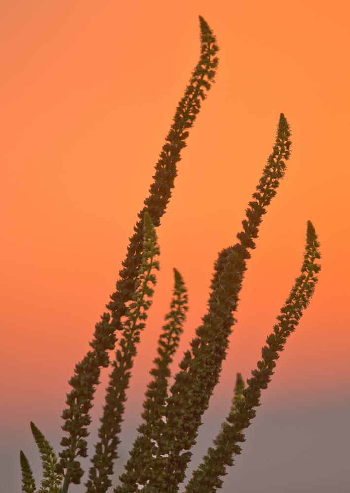 Reseda vor Sonnenaufgang...