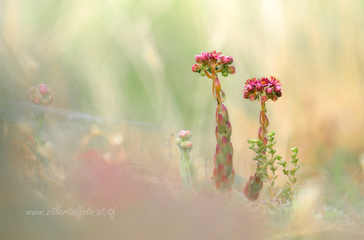 Sempervivum montanum