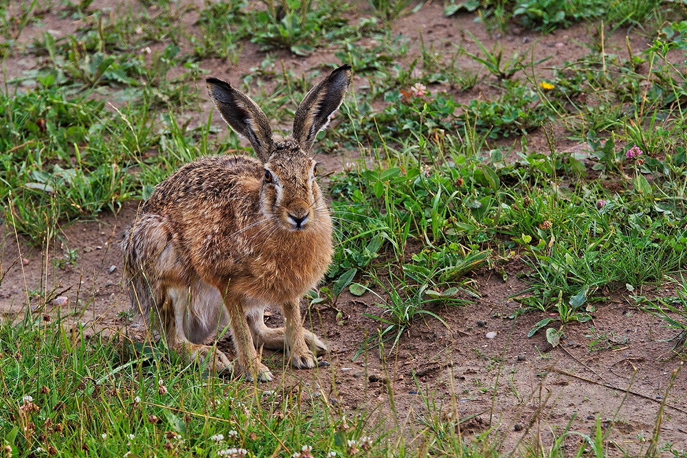 Hase am Morgen