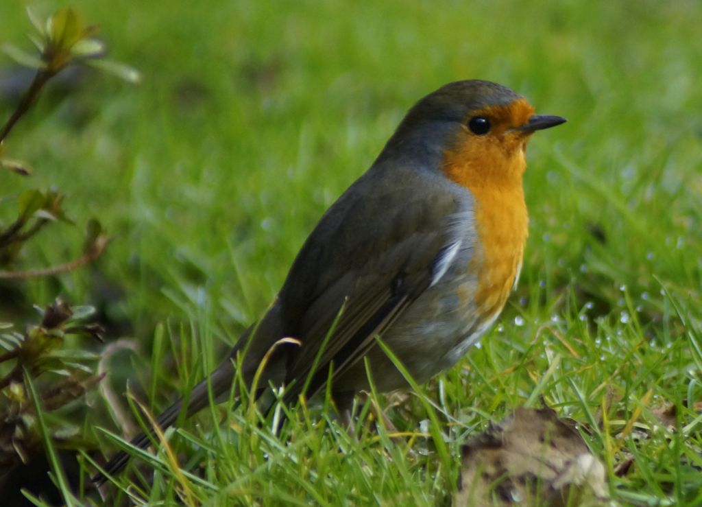 Rotkehlchen im Garten