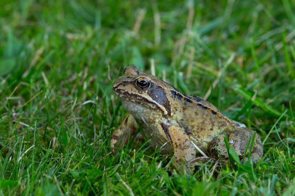 Grasfrosch