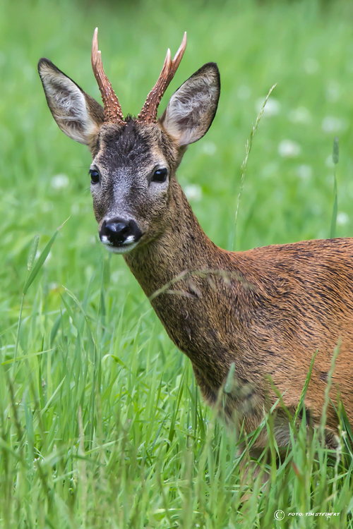 Rehbock