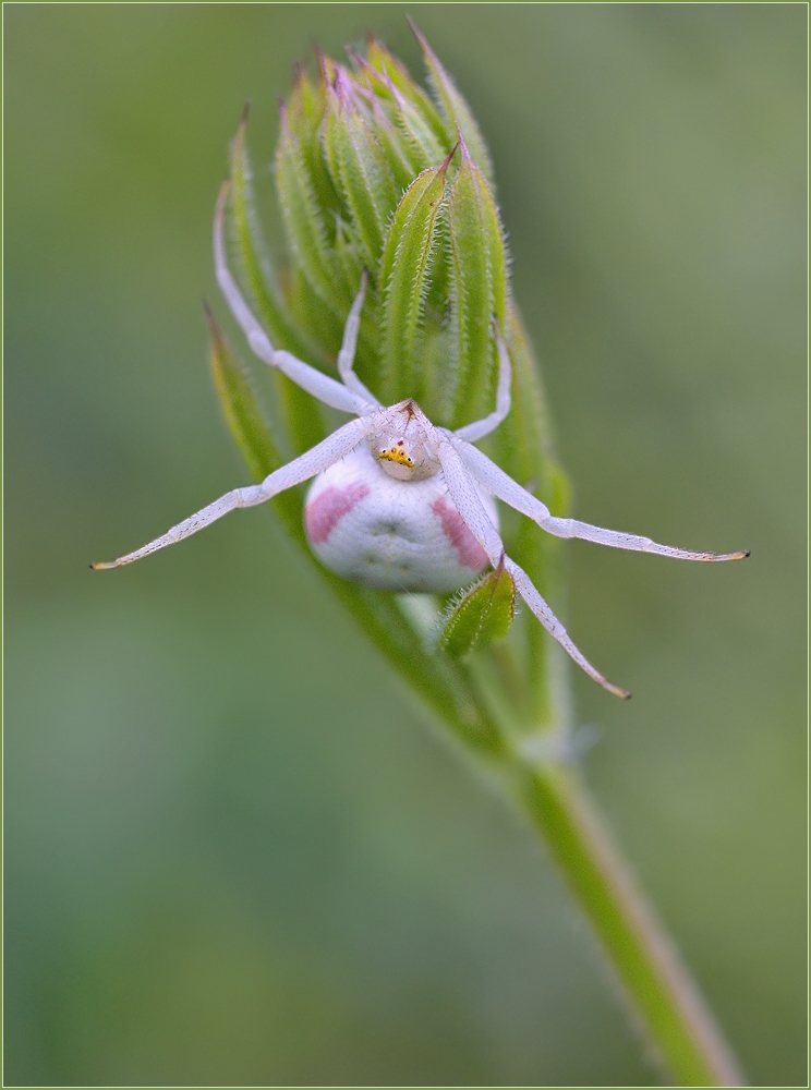 *Misumena vatia*