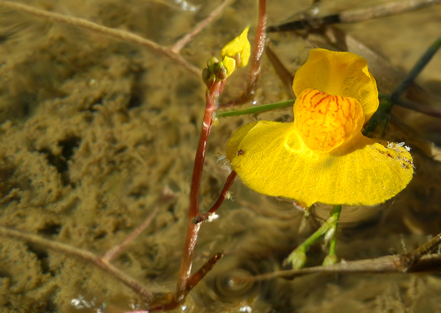 Wasserschlauch ...