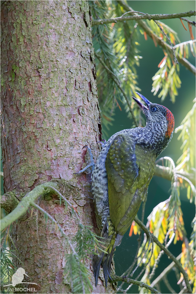 Grünspecht (Picus viridis)