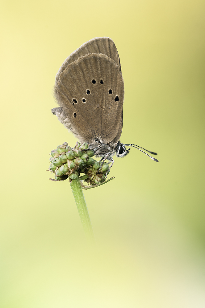 Dunkler Wiesenknopf-Ameisenbläuling