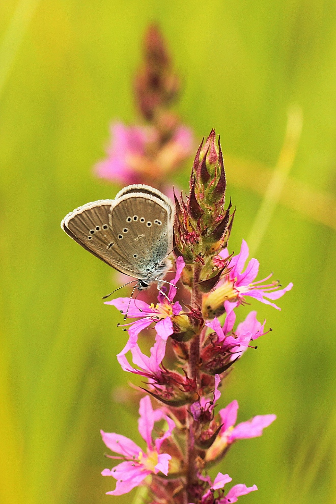 Rotklee-Bläuling (Polyommatus semiargus)