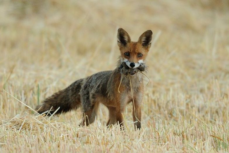 Fuchs mit Beute