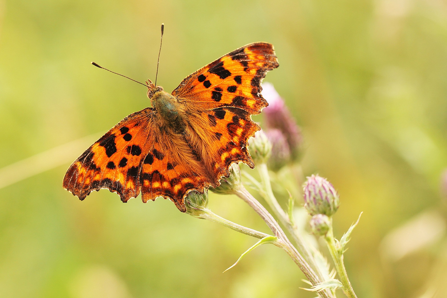 C-Falter, Polygonia c-album