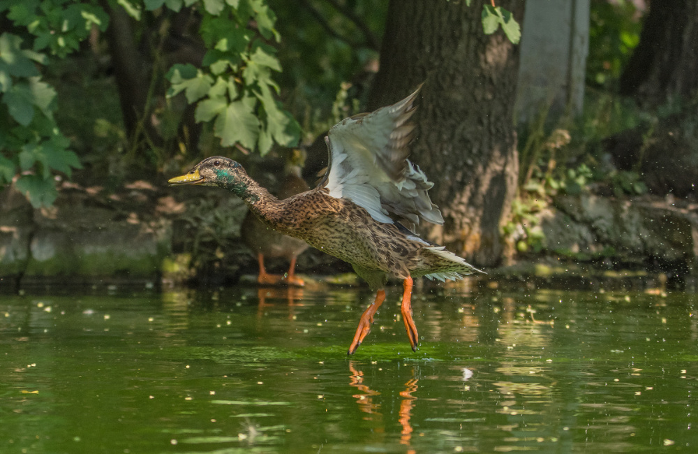 Der Flug über den Teich