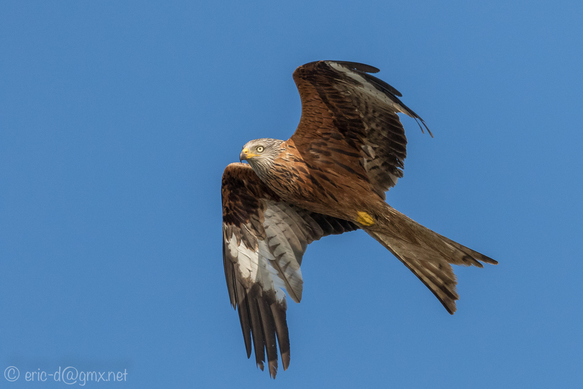 Bunter Überflieger