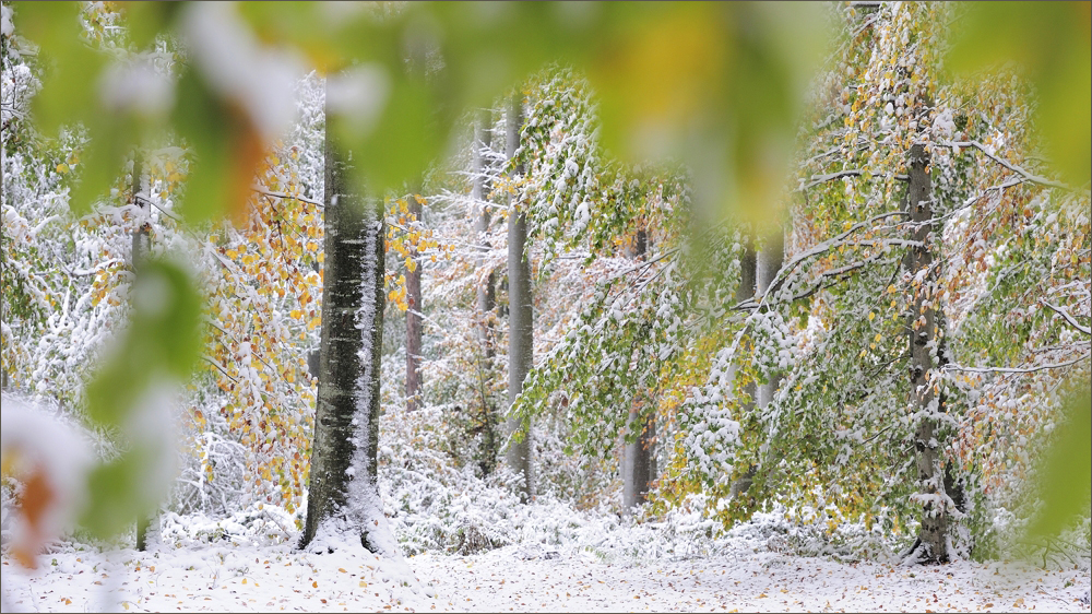 - Herbstzauber -