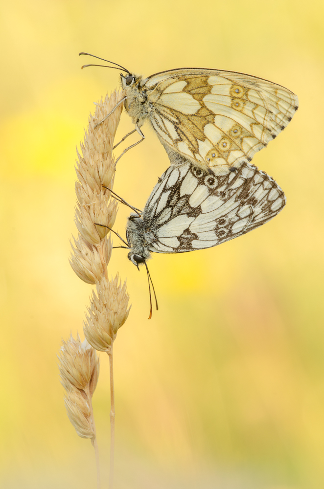 Melanargia galathea