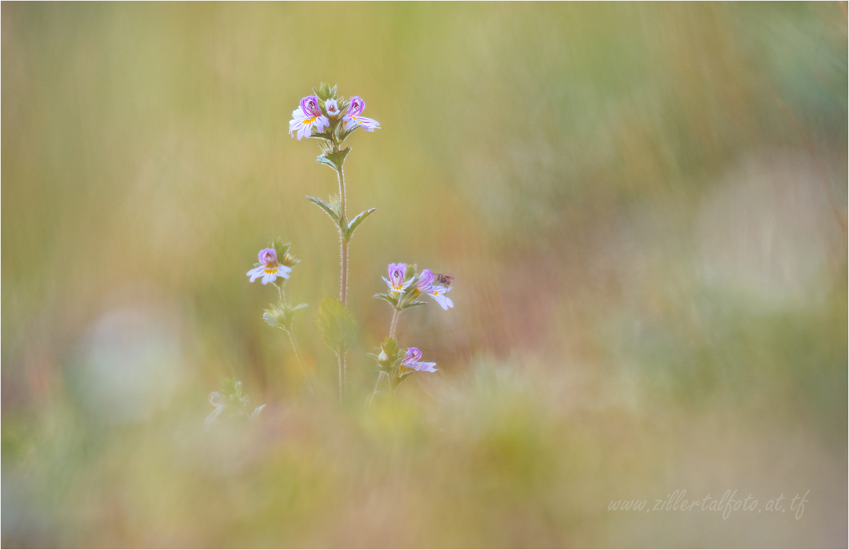 Euphrasia