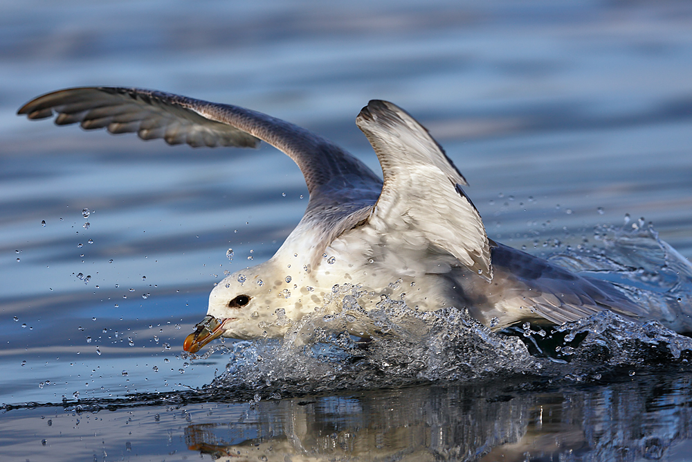 Eissturmvogel beim Wassern