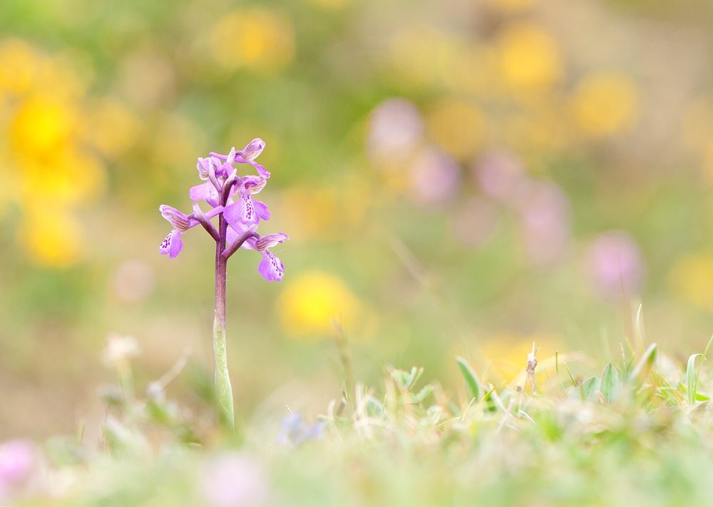 Orchidee