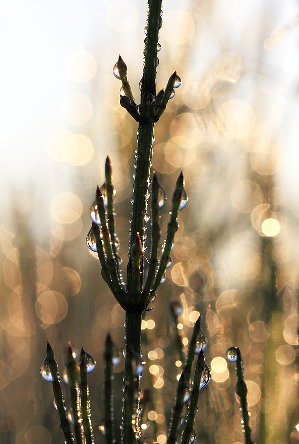 Weihnachtsbaum im Sommer