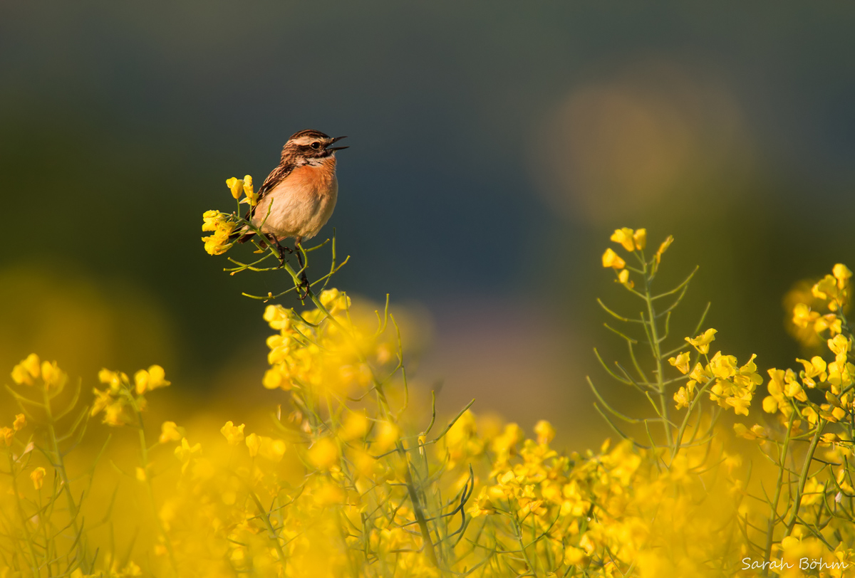 Morgendlicher Gesang