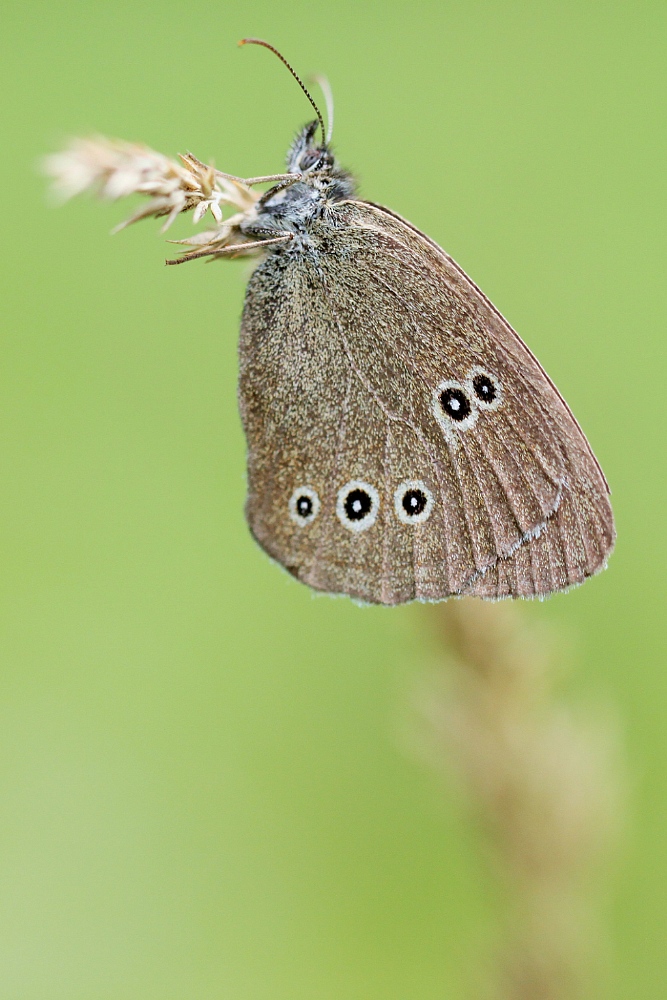 Schornsteinfeger, Aphantopus hyperantus