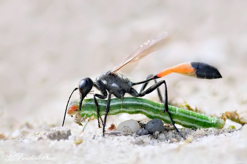 Raupenschlepper (1) - Ammophila sabulosa