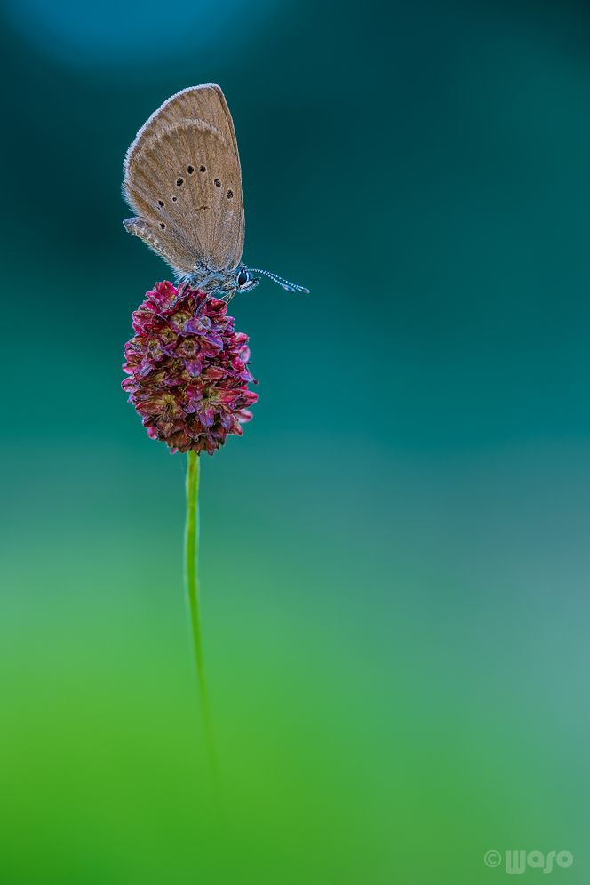 Dunkler Wiesenknopf-Ameisenbläuling zur blauen Stunde