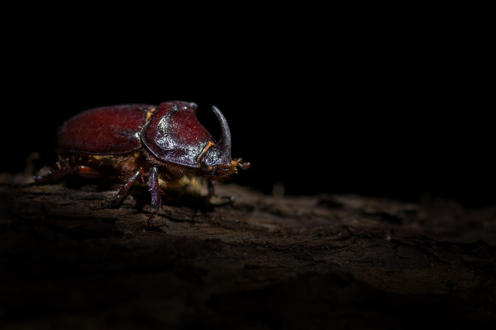 Oryctes nasicornis