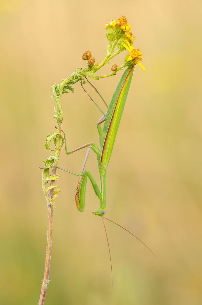 Mantis religiosa