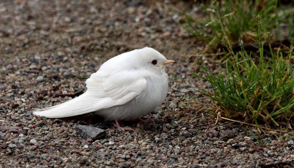 Albino Rauchschwalbe