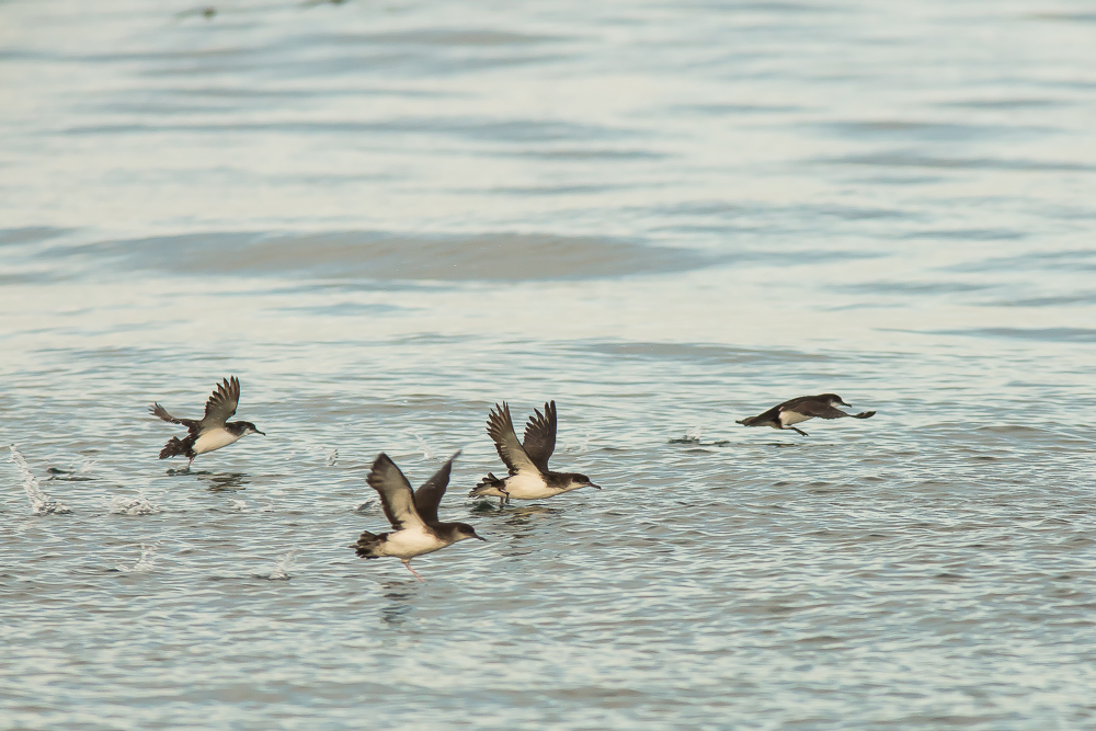 Manx shearwaters