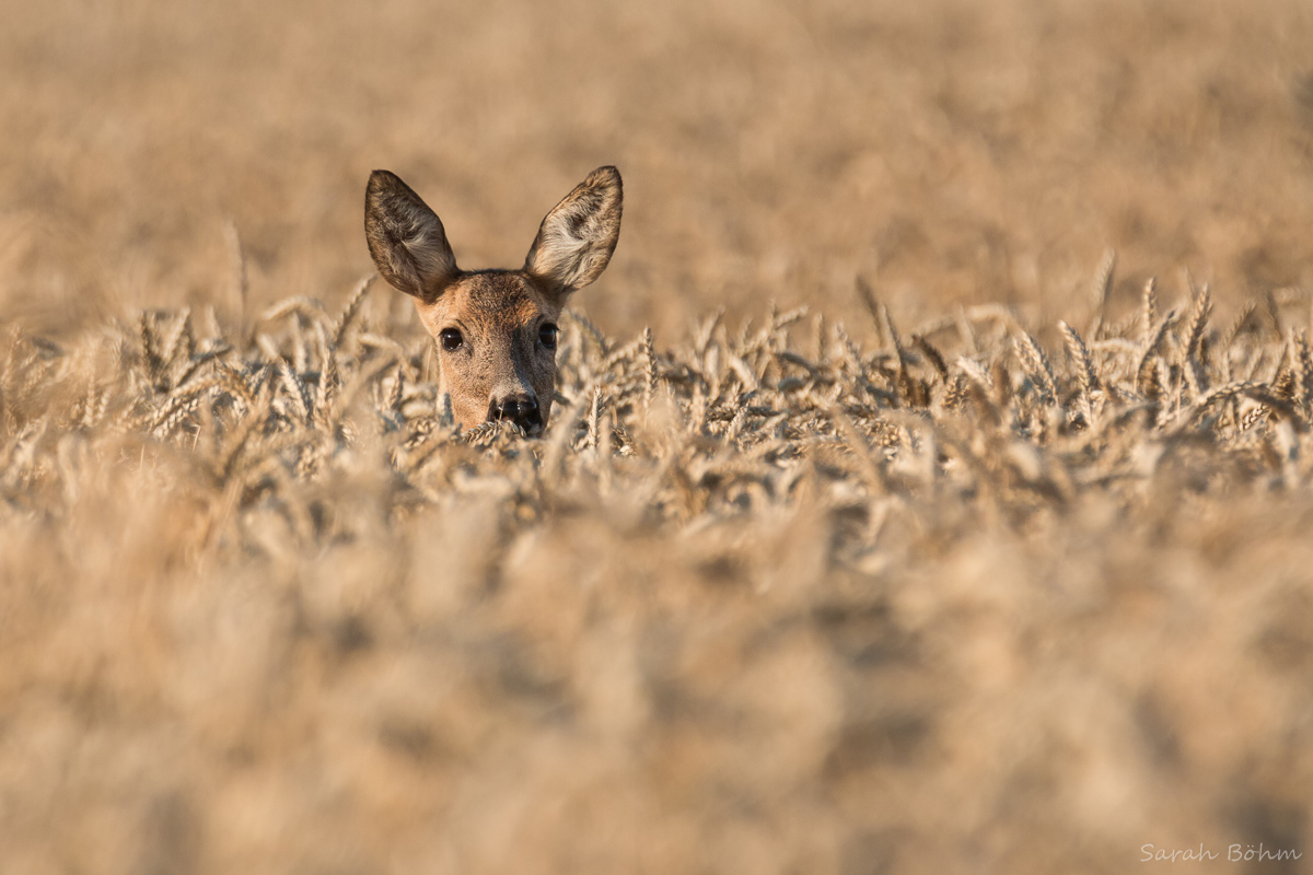 Gut getarnt (Forum für Naturfotografen)