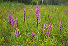 Orchideenkalkflachmoor....