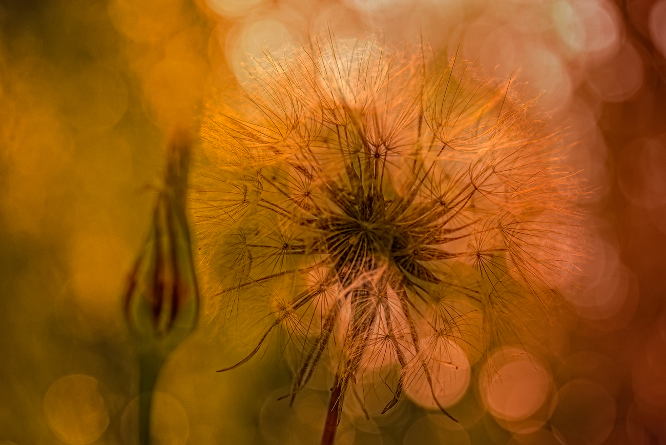 Wiesenbocksbart Duett