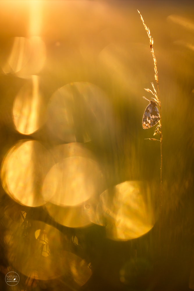 Im güldenen Licht