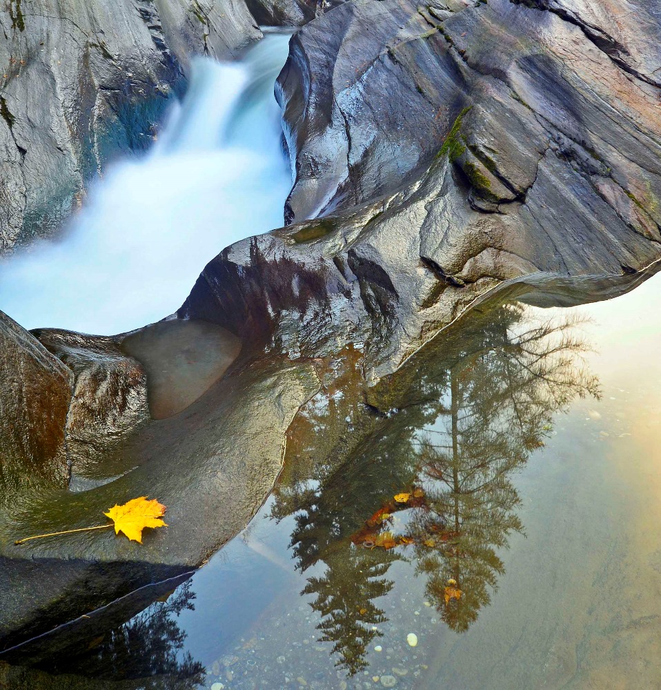 Faszinierend: Das Gelbe Blatt 🍂