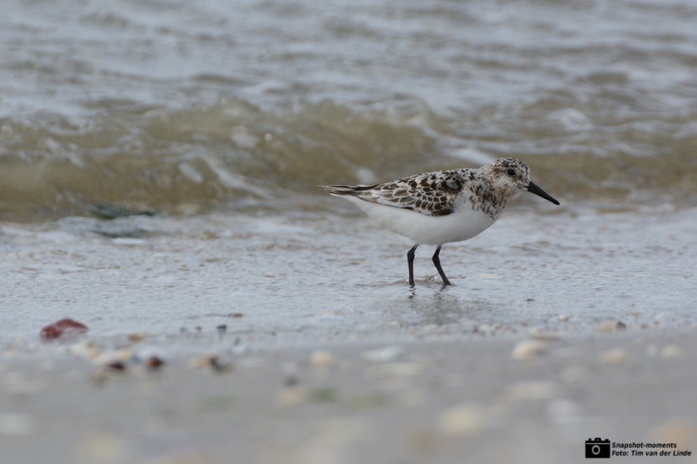 Sanderling