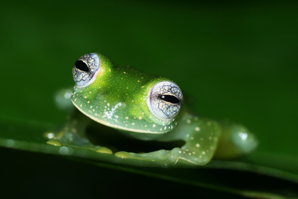 Teratohyla pulverata