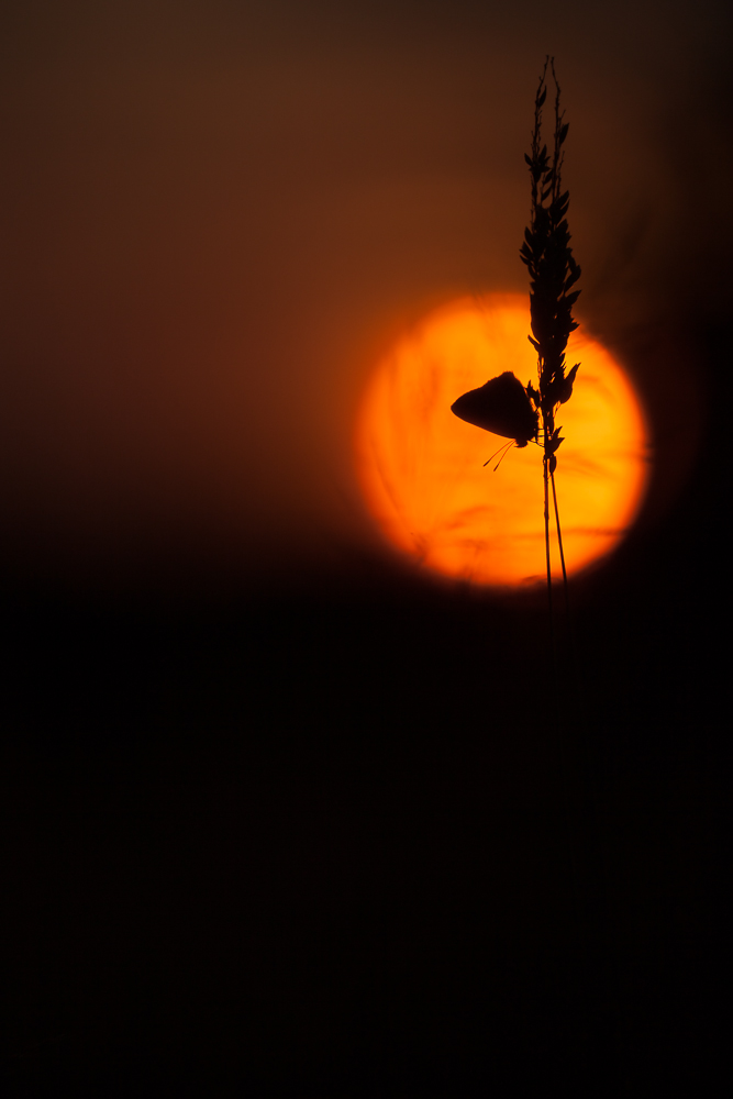 Wenn der Abend der Nacht weichen muss!