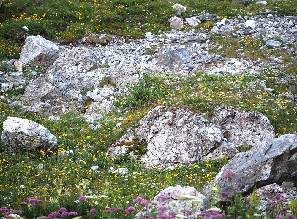 Suchbild