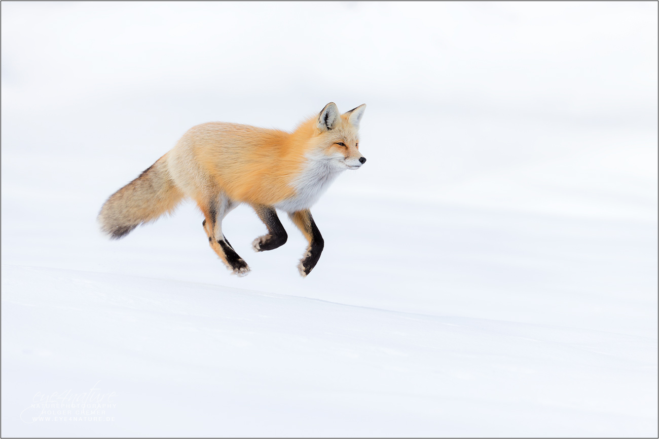 Full Speed