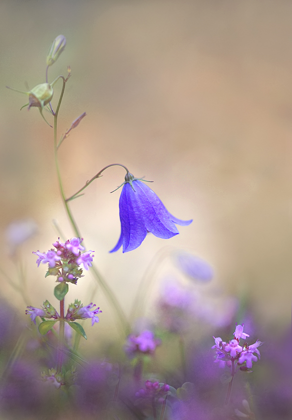 Campanula