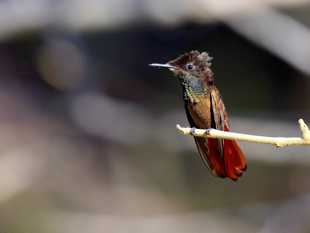 Topas-Rubin-Kolibri, männl.